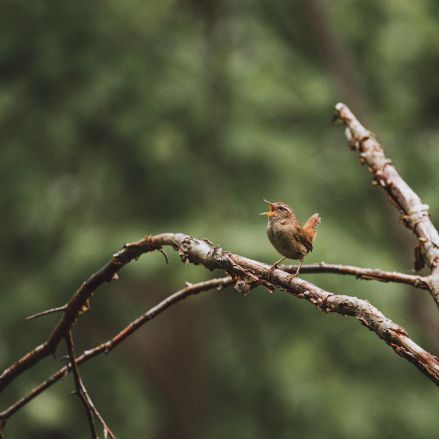Singender Zaunkönig: Kleiner Vogel, große Stimme!