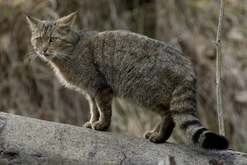 Europäische Wildkatze mit typischem buschigem Schwanz. (Foto: Thomas Stephan)