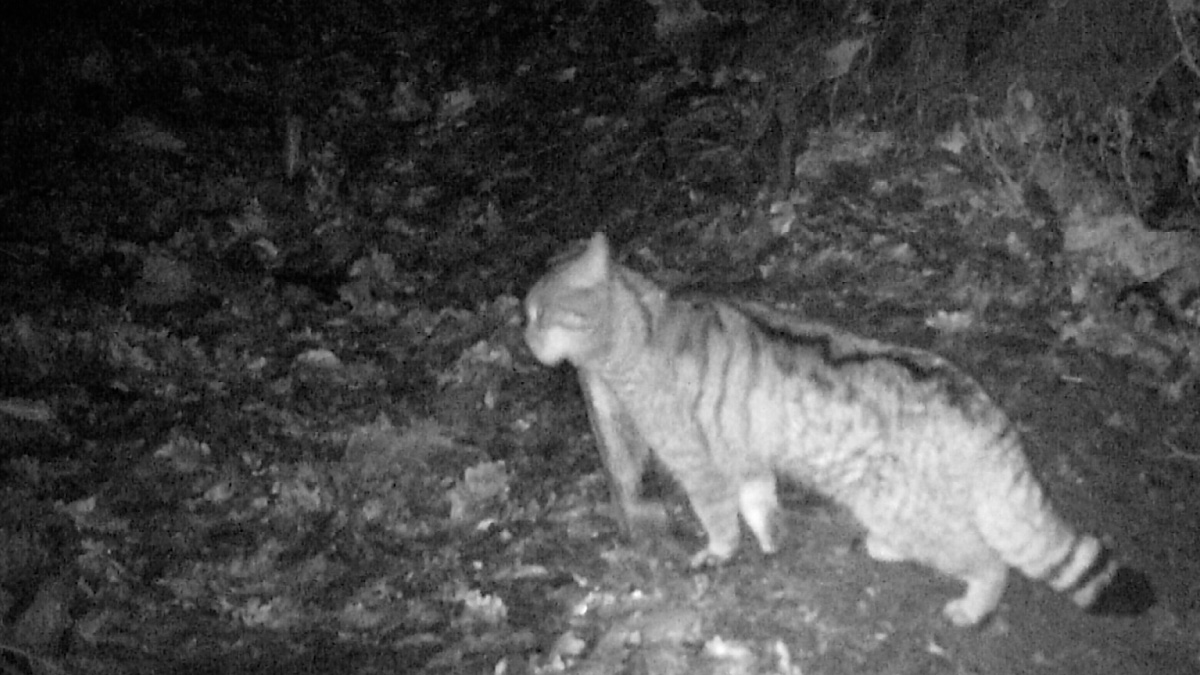 Katze am Lockstock im Krofdorfer Forst (Wildkamera-Foto-Ausschnitt: Kirch/NABU Krofdorf-Gleiberg)
