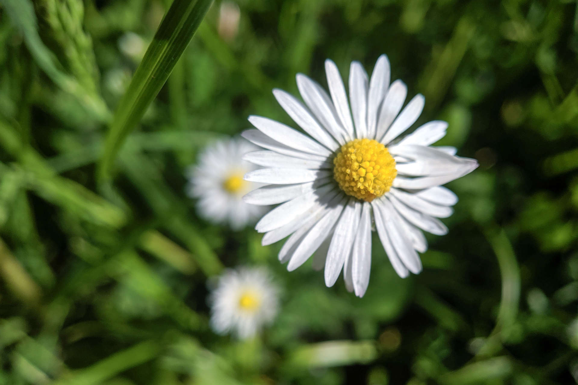 weiß blühende Blume (Foto: Niko Martin)