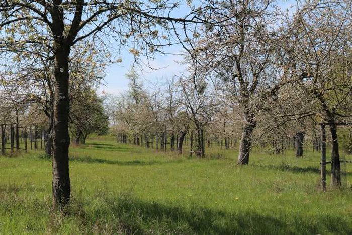 Blühende Streuobstwiese Flörsheim