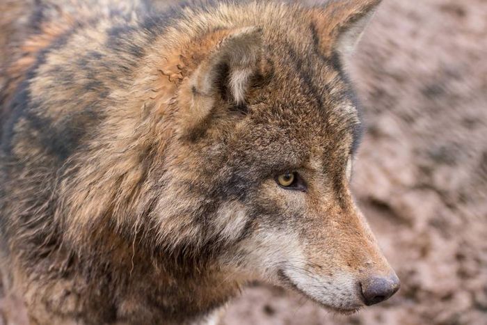 Wolf-Portrait (Foto: Niko Martin)