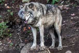 Wolf auf Baumstupf