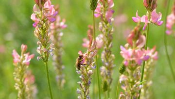 Biene in Blüte