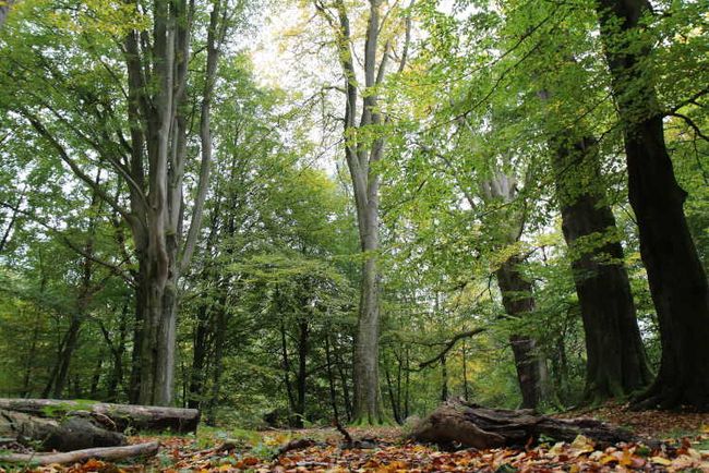 Alte Buchen im Urwald Sababurg