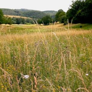 Quellsumpf Dreisbach
