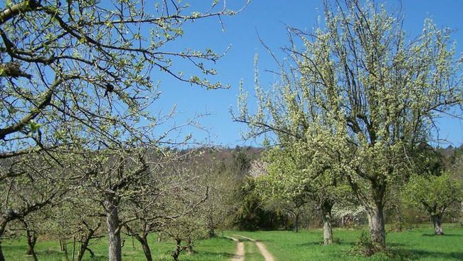 Streuobstwiese in der Vorderheide