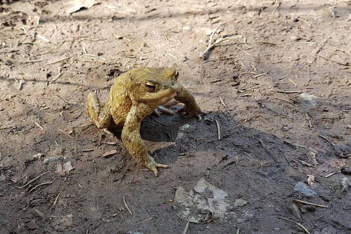 Frosch im Wald