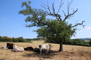 Savanne im Vogelsberg