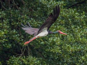 Schwarzstorch im Flug