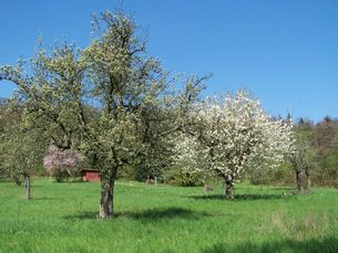 Streuobstwiese in Hofheim am Taunus