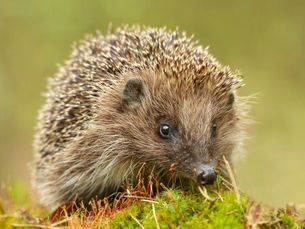 Igel auf bemoostem Boden.