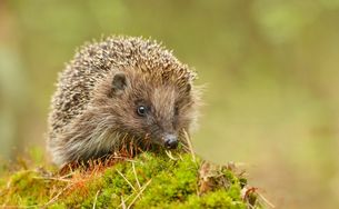 Igel auf bemoostem Boden.