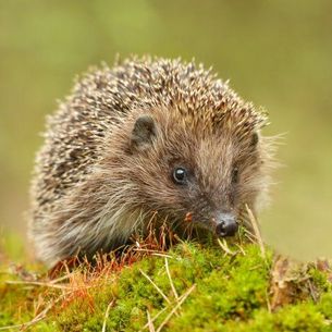 Igel auf bemoostem Boden.
