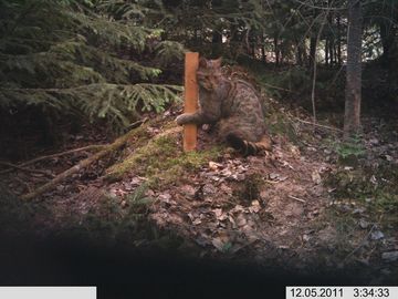 Wildkatze am Lockstock in der Umgebung von Frankenberg