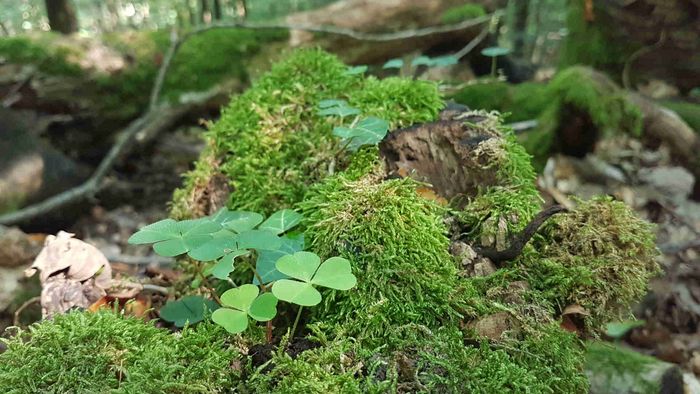 Tag der Umwelt Totholz im Wald
