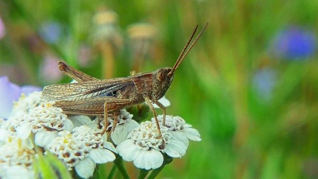 Heuschrecke auf Blüte