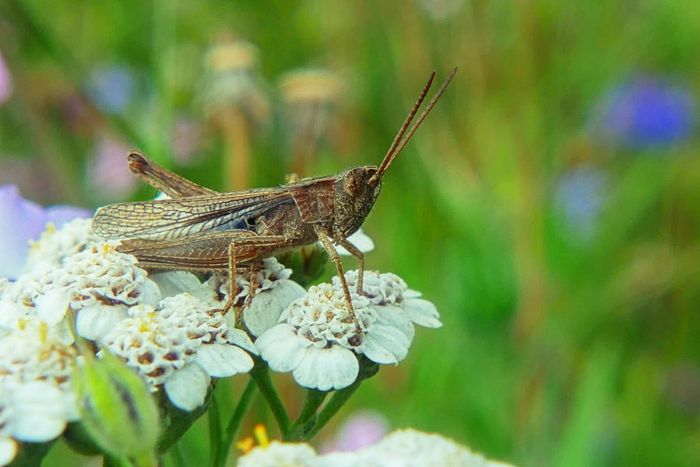 Heuschrecke auf Blüte