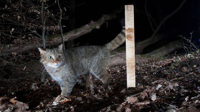 Wildkatze am Lockstock
