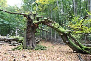 Alte Buche im Urwald Sababurg