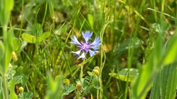 Blüte