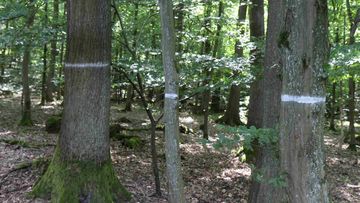 Überall im Wald waren bei Spaziergängen die markierten Bäume zu sehen.