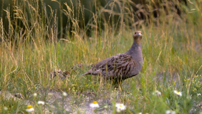 Rebhuhn mit Nachwuchs auf einer Wiese