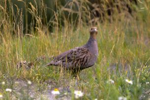 Rebhuhn mit Nachwuchs auf einer Wiese