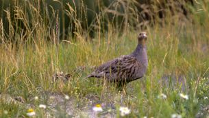 Rebhuhn mit Nachwuchs auf einer Wiese