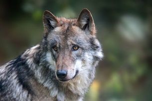 Wolf auf Baumstumpf