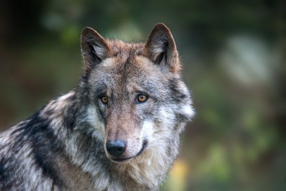 Wolf auf Baumstumpf
