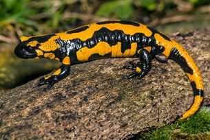 Feuersalamander