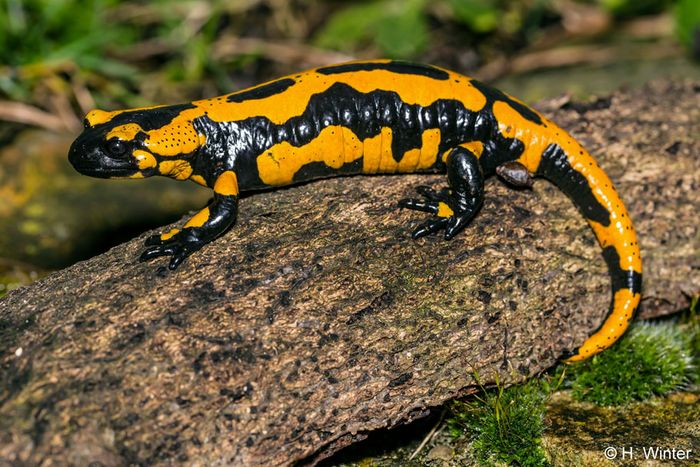 Feuersalamander