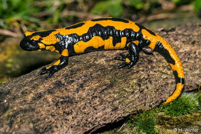 Feuersalamander