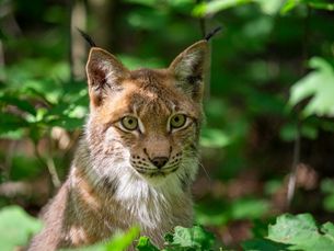 Luchs Porträt