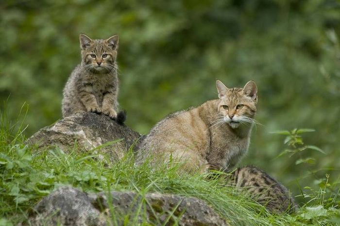 Wildkatze mit Nachwuchs (Foto: Thomas Stephan)
