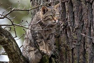 Wildkatze sitzt in Astgabel