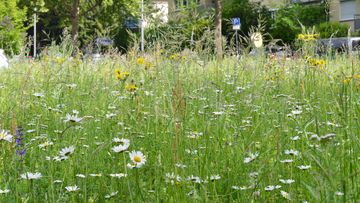 Blumenwiese