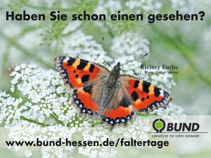 Haben Sie schon einen Schmetterling gesehen? – Kleiner Fuchs (Foto: Walter Schön)