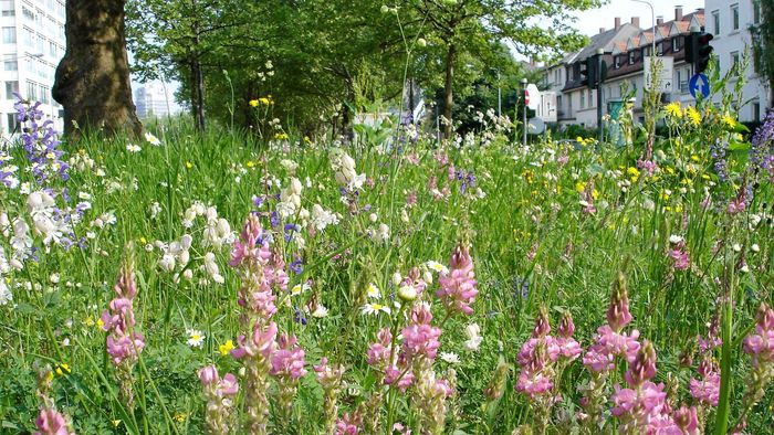 Wildblume Jede Blüte zählt BUND Frankfurt