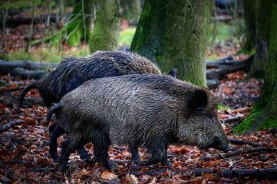 Zwei Wildschweine im Wald
