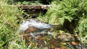 Bachlauf 