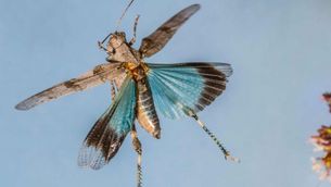 Blauflügelige Ödlandschrecke im Flug