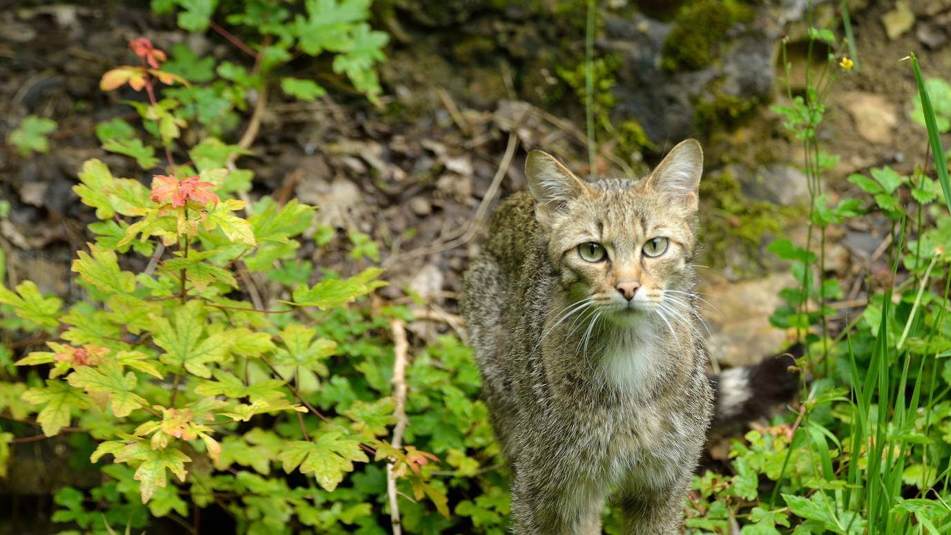 Wildkatze im Gebüsch