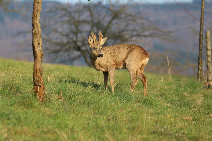 Rehbock im Bast (Foto: Herwig Winter)