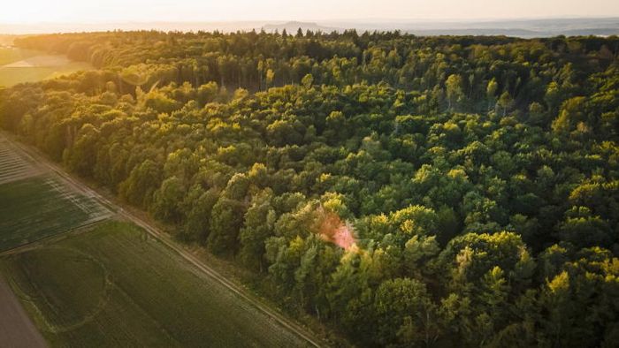 Blick auf das dichte Kronendach des Dannenröder Waldes.