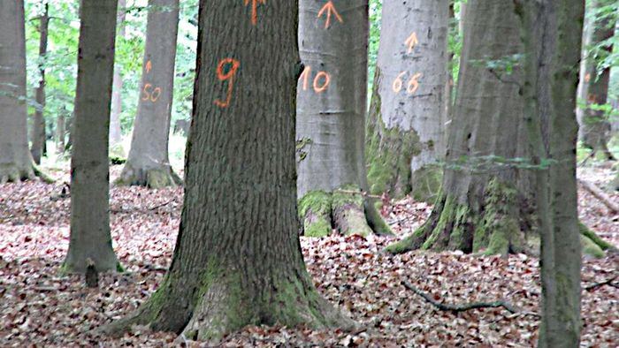 Markierte Bäume im Dannenröder Forst