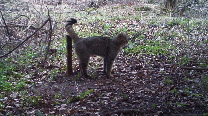 Wildkatze am Lockstock (Foto: B. Hennemuth)