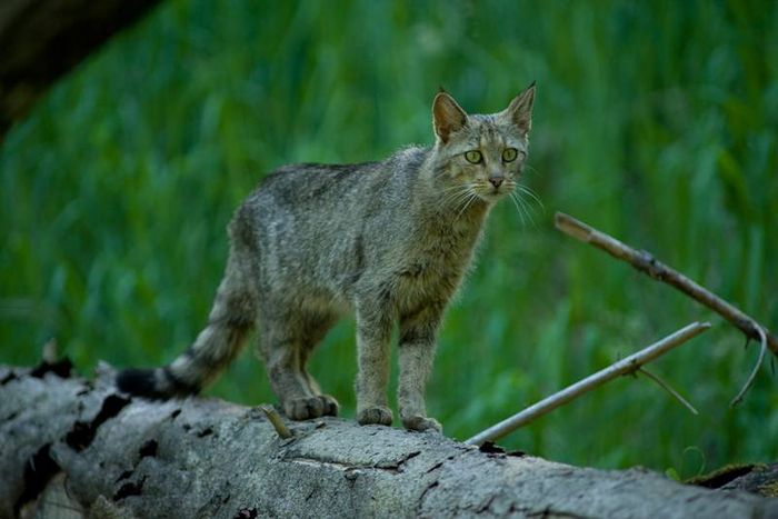 Wildkatze, schmal (Thomas Stephan/BUND)