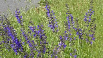 Wildblumen am Hessencenter in Bergen-Enkheim. (Foto: John Dippell)